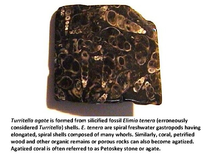 Turritella agate is formed from silicified fossil Elimia tenera (erroneously considered Turritella) shells. E.