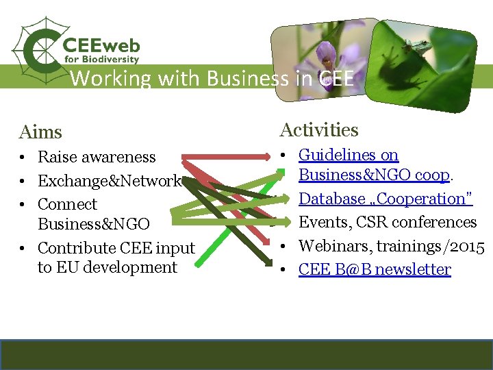 Working with Business in CEE Aims Activities • Raise awareness • Exchange&Network • Connect