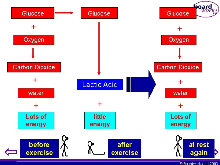Glucose + + Oxygen Carbon Dioxide + Lactic Acid water + + + Lots