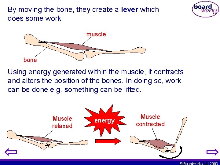 By moving the bone, they create a lever which does some work. muscle bone