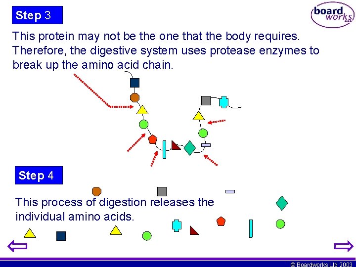 Step 3 This protein may not be the one that the body requires. Therefore,
