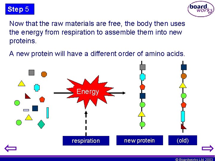 Step 5 Now that the raw materials are free, the body then uses the