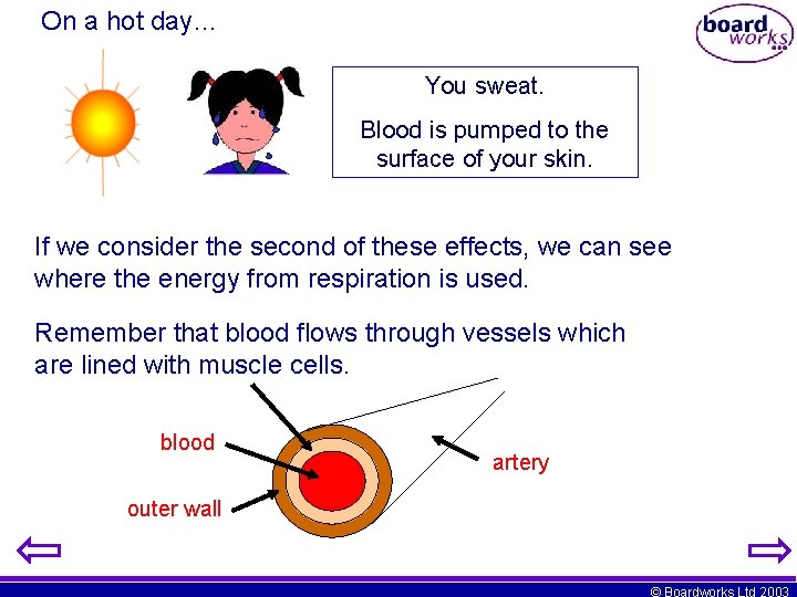 On a hot day… You sweat. Blood is pumped to the surface of your