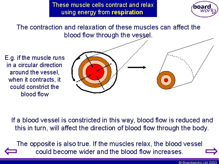 These muscle cells contract and relax using energy from respiration The contraction and relaxation