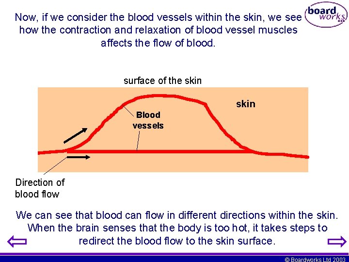 Now, if we consider the blood vessels within the skin, we see how the