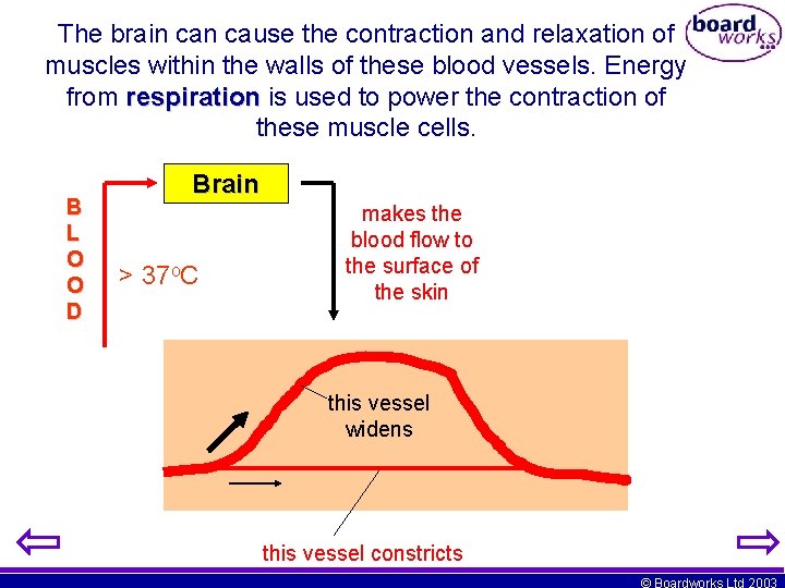 The brain cause the contraction and relaxation of muscles within the walls of these