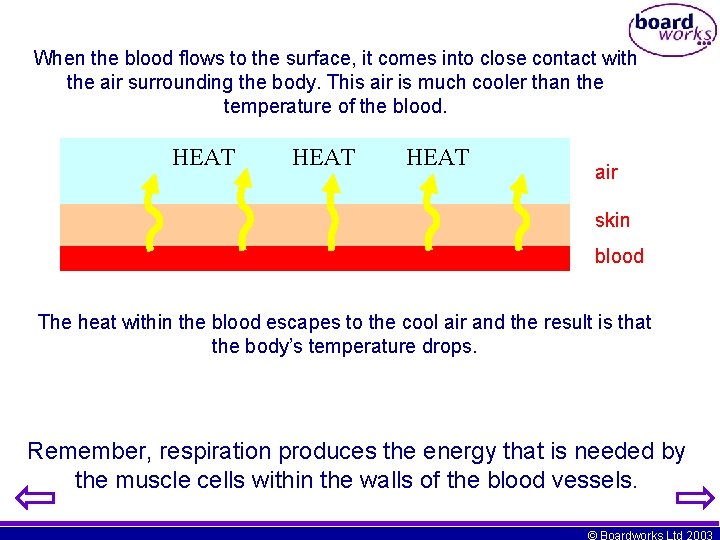 When the blood flows to the surface, it comes into close contact with the