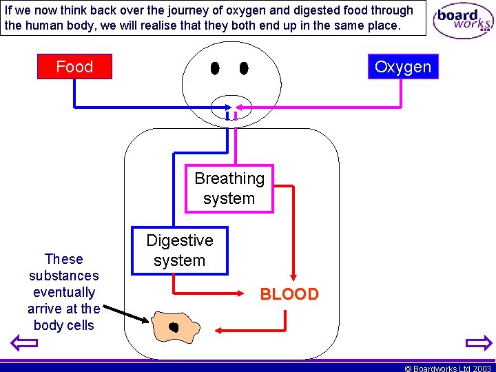If we now think back over the journey of oxygen and digested food through