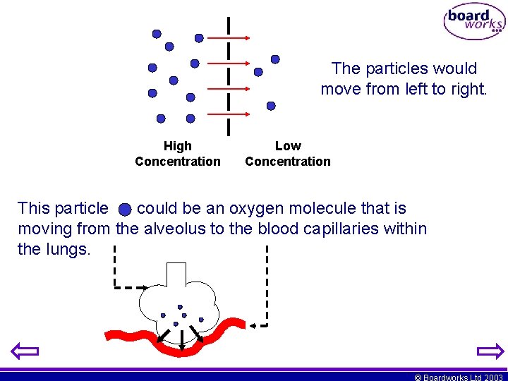 The particles would move from left to right. High Concentration Low Concentration This particle