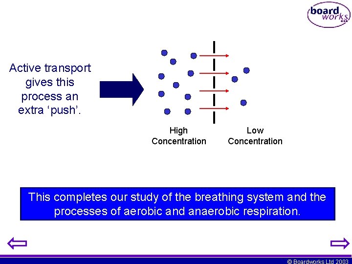 Active transport gives this process an extra ‘push’. High Concentration Low Concentration This completes
