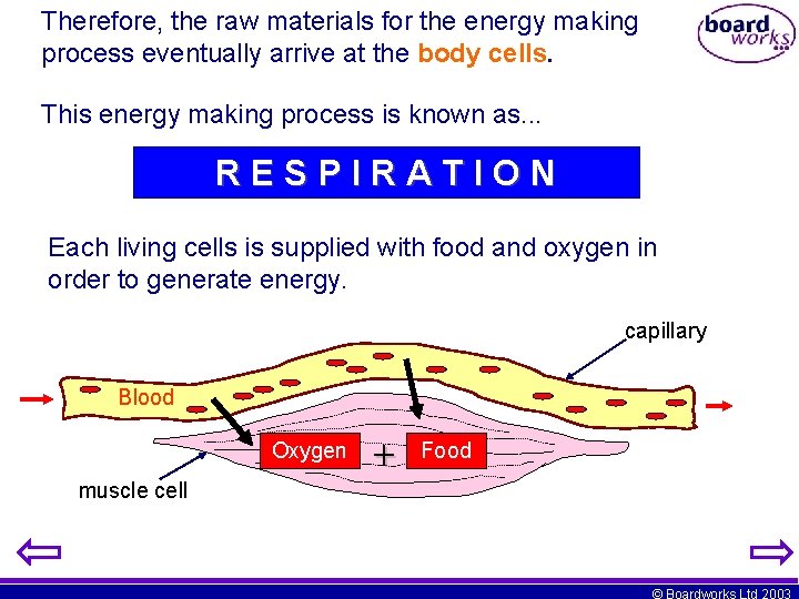 Therefore, the raw materials for the energy making process eventually arrive at the body