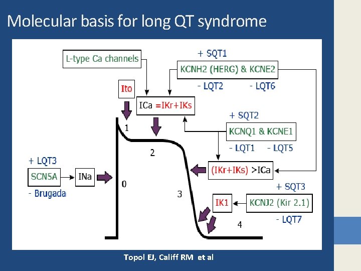 Molecular basis for long QT syndrome Topol EJ, Califf RM et al 