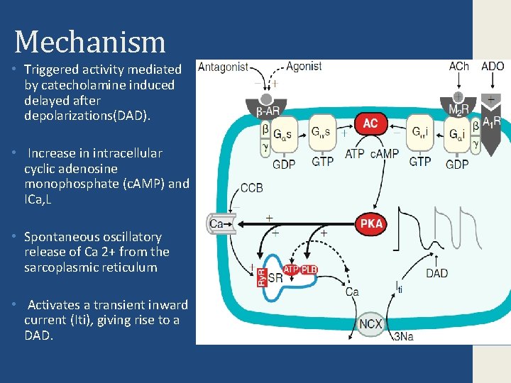 Mechanism • Triggered activity mediated by catecholamine induced delayed after depolarizations(DAD). • Increase in