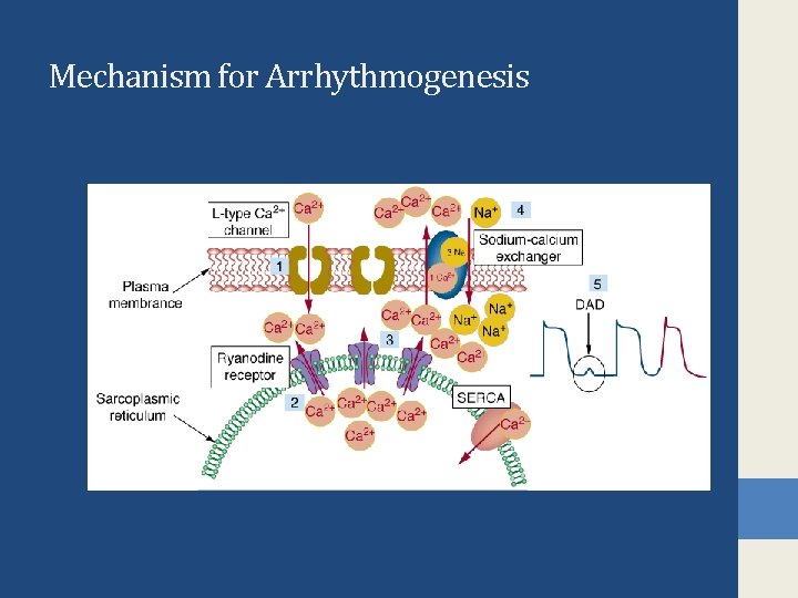 Mechanism for Arrhythmogenesis 