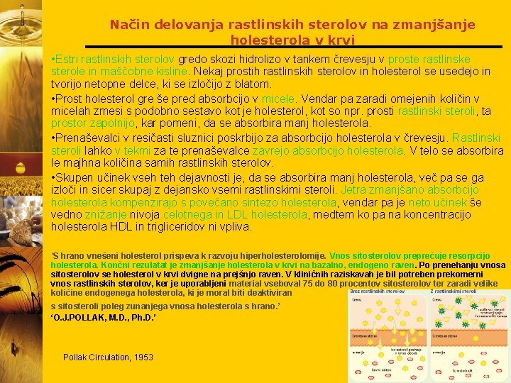 Način delovanja rastlinskih sterolov na zmanjšanje holesterola v krvi • Estri rastlinskih sterolov gredo