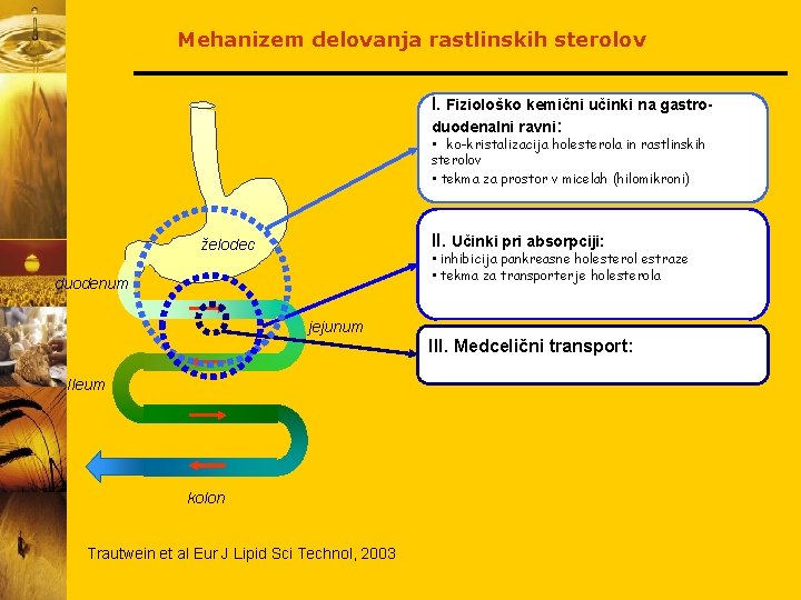 Mehanizem delovanja rastlinskih sterolov I. Fiziološko kemični učinki na gastroduodenalni ravni: • ko-kristalizacija holesterola