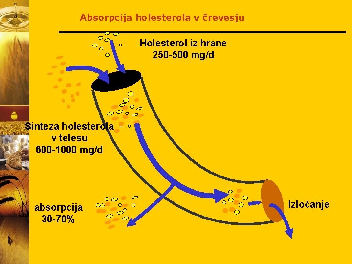 Absorpcija holesterola v črevesju Holesterol iz hrane 250 -500 mg/d Sinteza holesterola v telesu