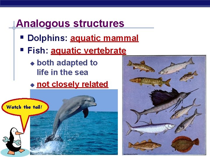 Analogous structures § Dolphins: aquatic mammal § Fish: aquatic vertebrate both adapted to life