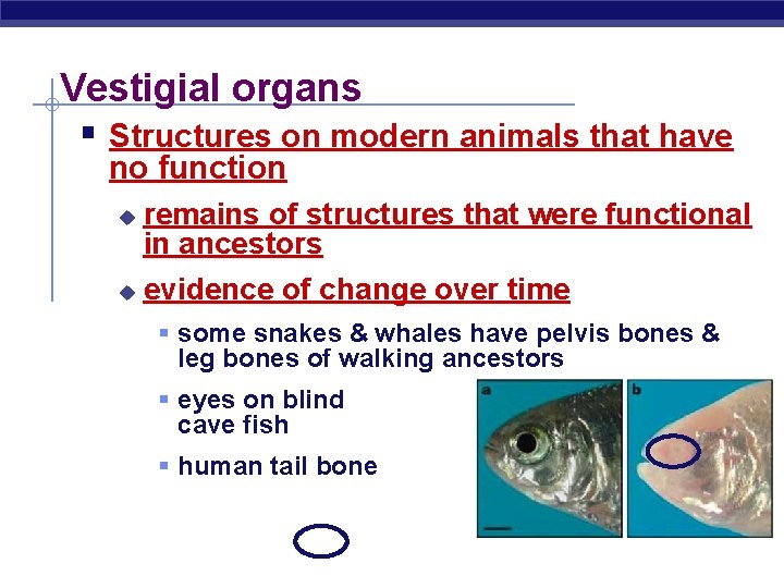 Vestigial organs § Structures on modern animals that have no function remains of structures