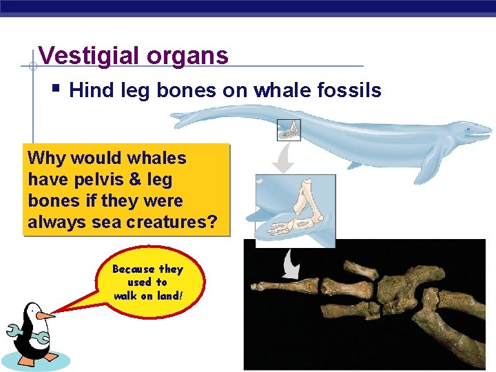 Vestigial organs § Hind leg bones on whale fossils Why would whales have pelvis