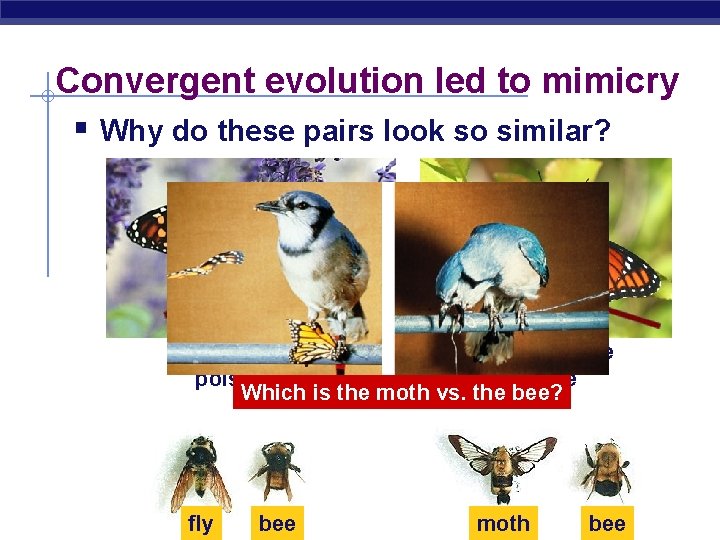 Convergent evolution led to mimicry § Why do these pairs look so similar? Monarch