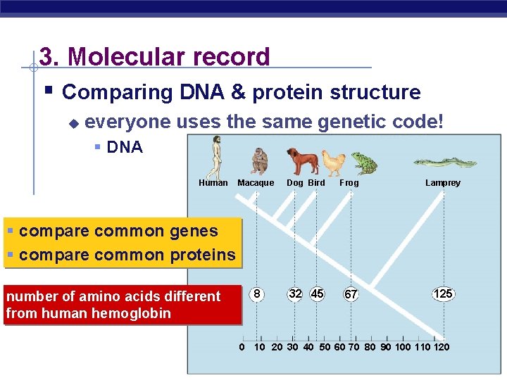 3. Molecular record § Comparing DNA & protein structure u everyone uses the same