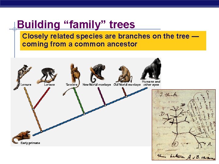Building “family” trees Closely related species are branches on the tree — coming from