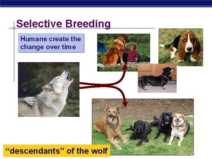 Selective Breeding Humans create the change over time “descendants” of the wolf 