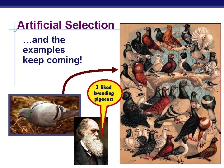 Artificial Selection …and the examples keep coming! I liked breeding pigeons! 
