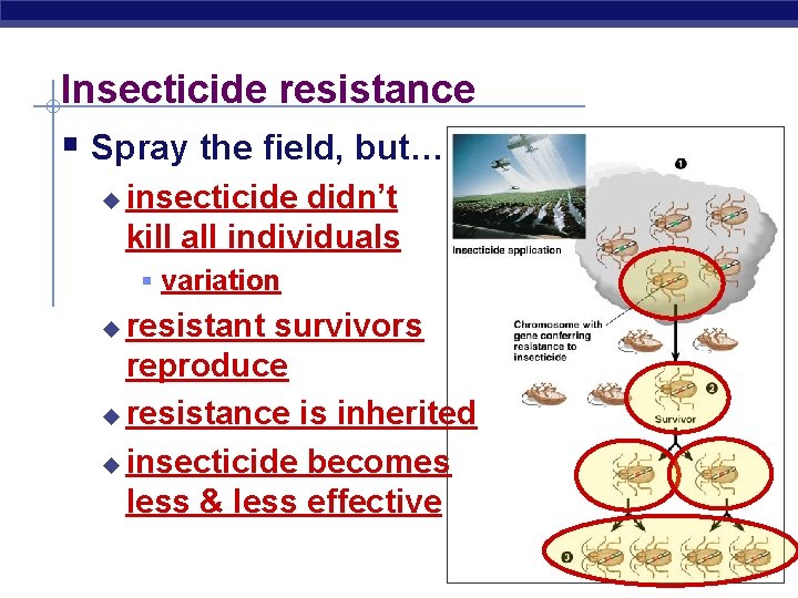 Insecticide resistance § Spray the field, but… u insecticide didn’t kill all individuals §