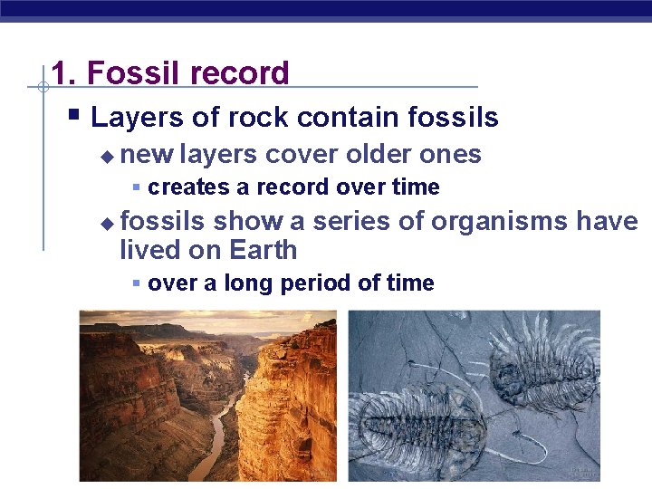 1. Fossil record § Layers of rock contain fossils u new layers cover older
