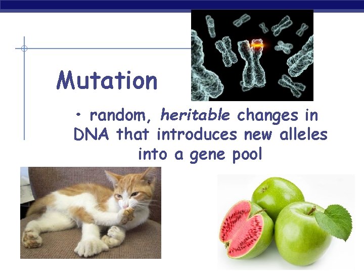 Mutation • random, heritable changes in DNA that introduces new alleles into a gene