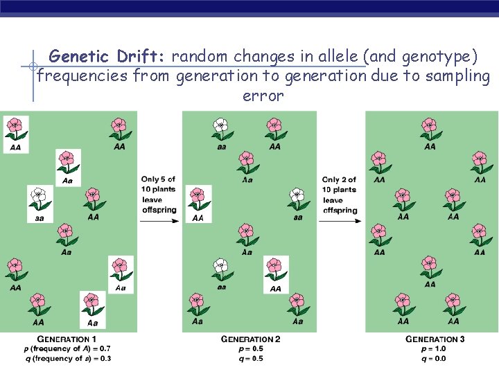 Genetic Drift: random changes in allele (and genotype) frequencies from generation to generation due