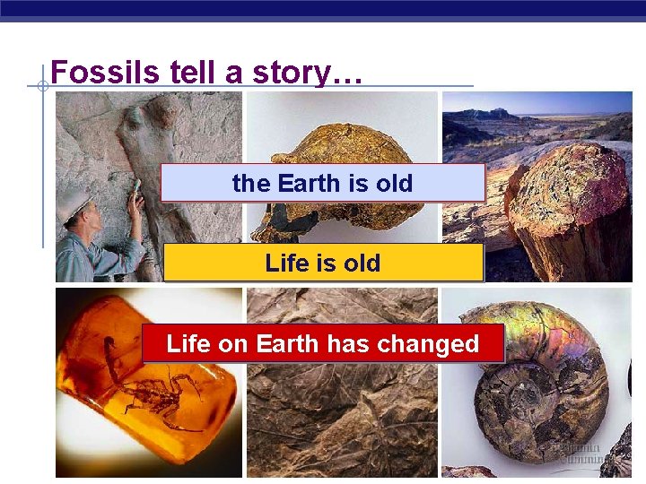 Fossils tell a story… the Earth is old Life on Earth has changed 