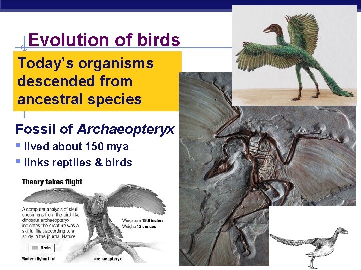 Evolution of birds Today’s organisms descended from ancestral species Fossil of Archaeopteryx § lived