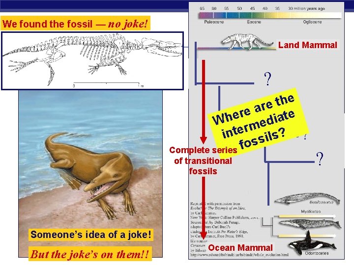 We found the fossil — no joke! Land Mammal ? e h t e