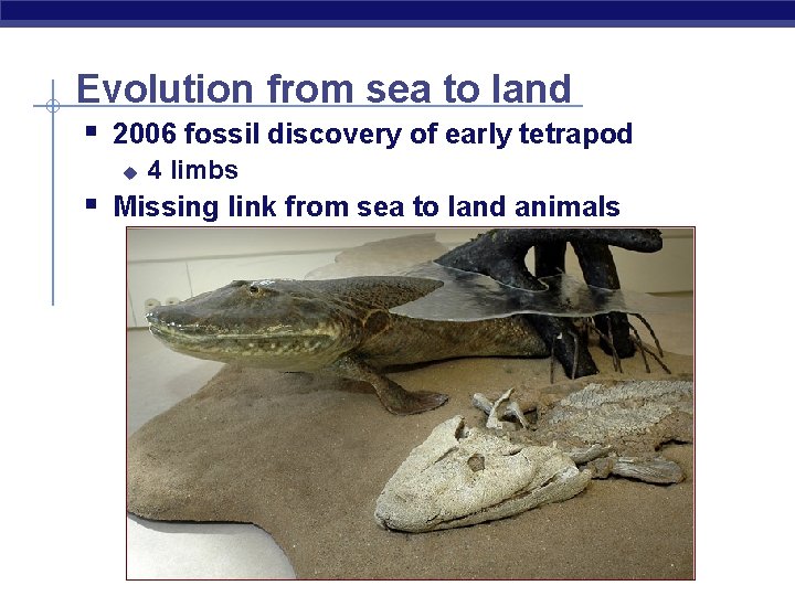 Evolution from sea to land § 2006 fossil discovery of early tetrapod u 4