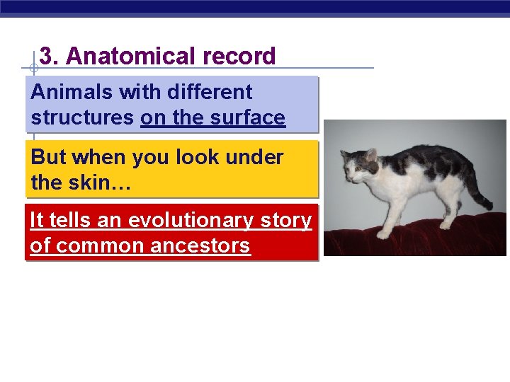 3. Anatomical record Animals with different structures on the surface But when you look