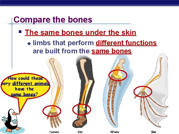 Compare the bones § The same bones under the skin u limbs that perform