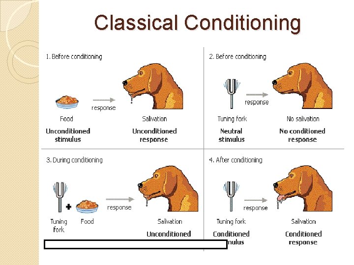 Classical Conditioning 