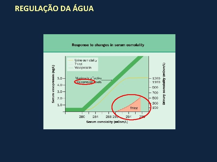 REGULAÇÃO DA ÁGUA 