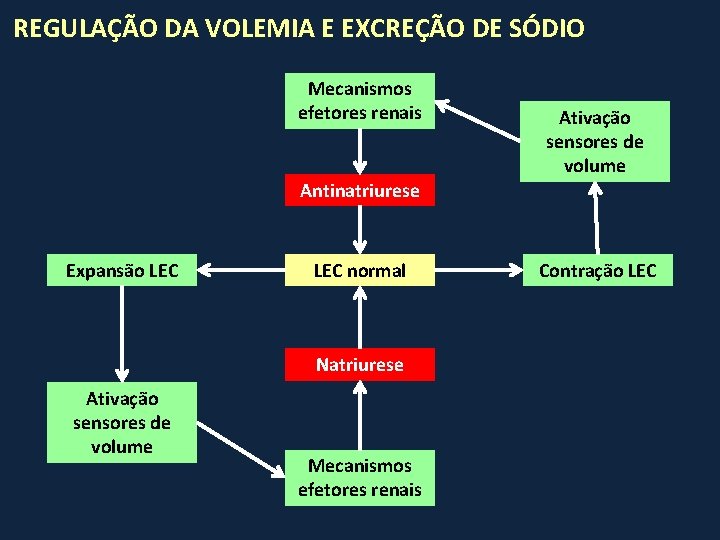 REGULAÇÃO DA VOLEMIA E EXCREÇÃO DE SÓDIO Mecanismos efetores renais Ativação sensores de volume