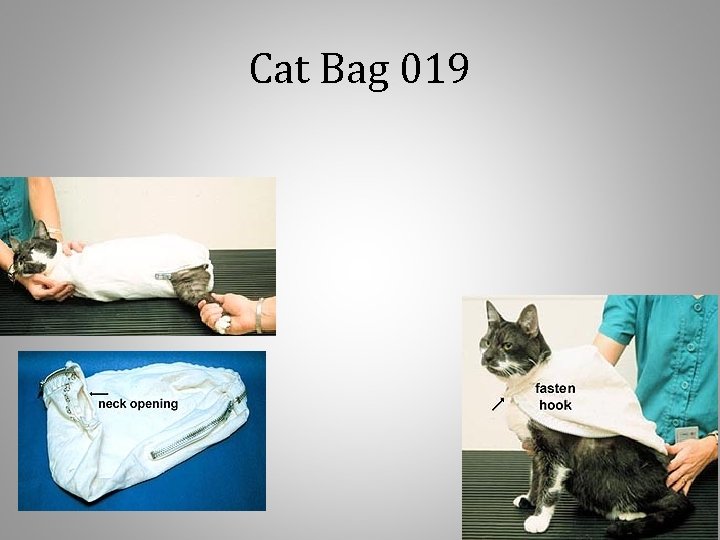 Cat Bag 019 