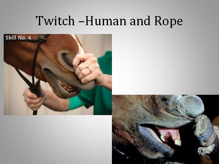 Twitch –Human and Rope 