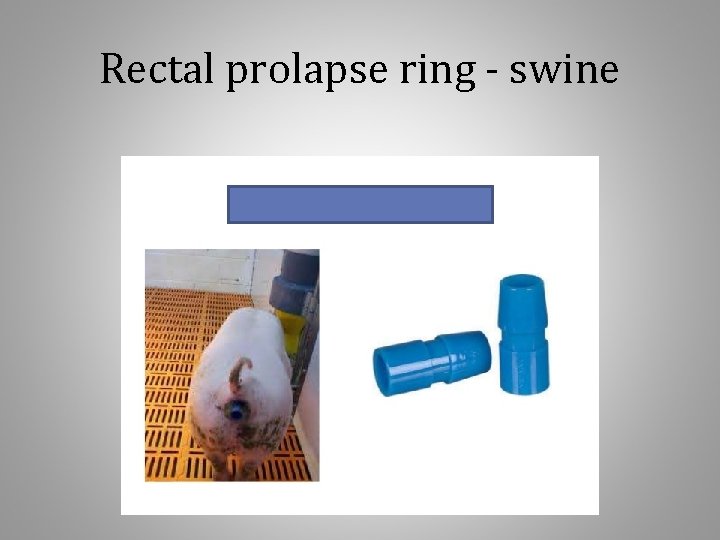 Rectal prolapse ring - swine 
