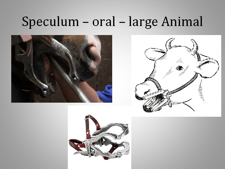 Speculum – oral – large Animal 