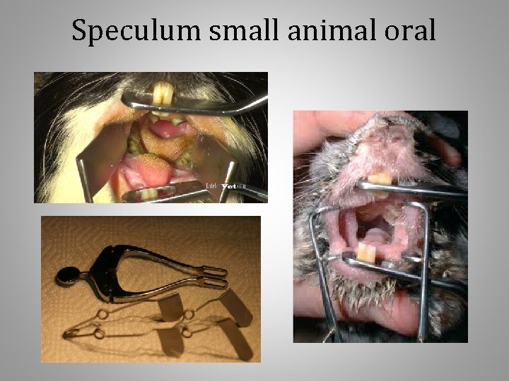 Speculum small animal oral 
