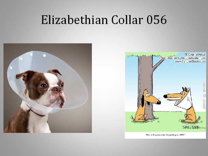 Elizabethian Collar 056 