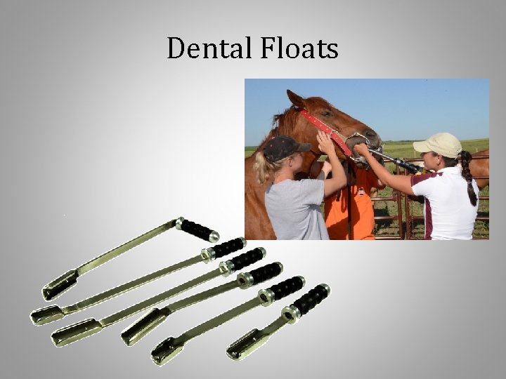 Dental Floats 