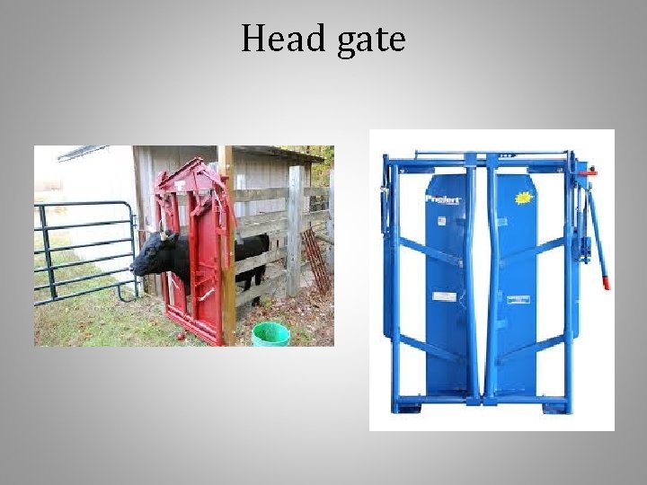 Head gate 